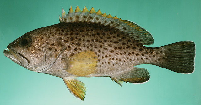 Epinephelus albomarginatus