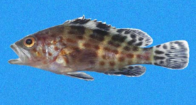 Epinephelus analogus