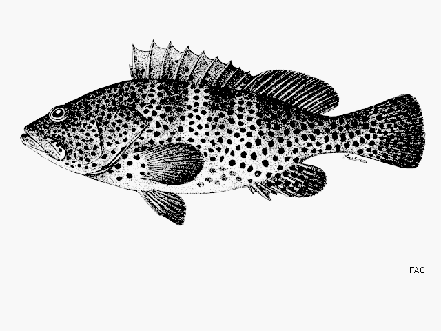 Epinephelus analogus