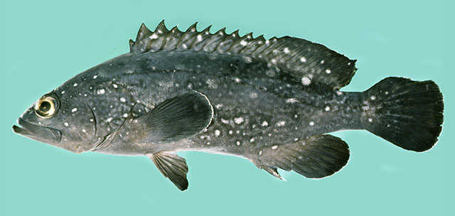 Epinephelus coeruleopunctatus