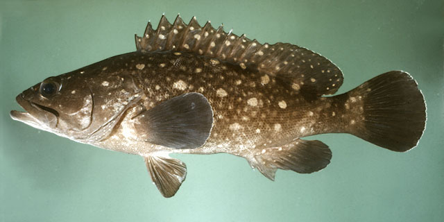 Epinephelus coeruleopunctatus