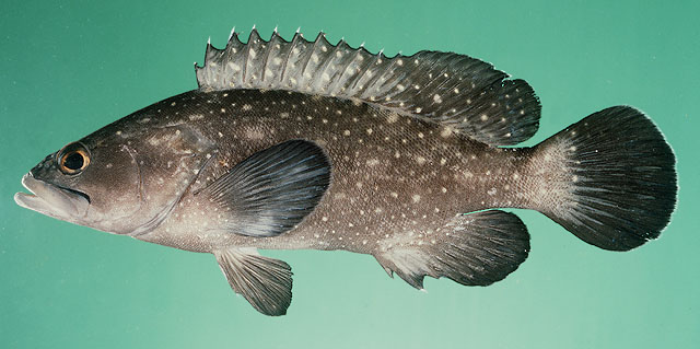 Epinephelus coeruleopunctatus