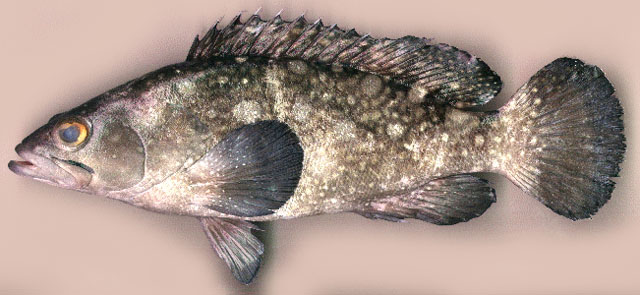 Epinephelus coeruleopunctatus