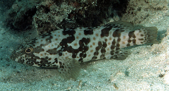 Epinephelus coioides