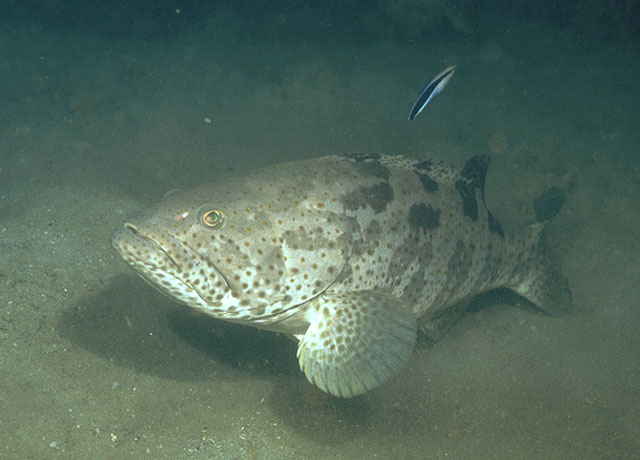 Epinephelus coioides