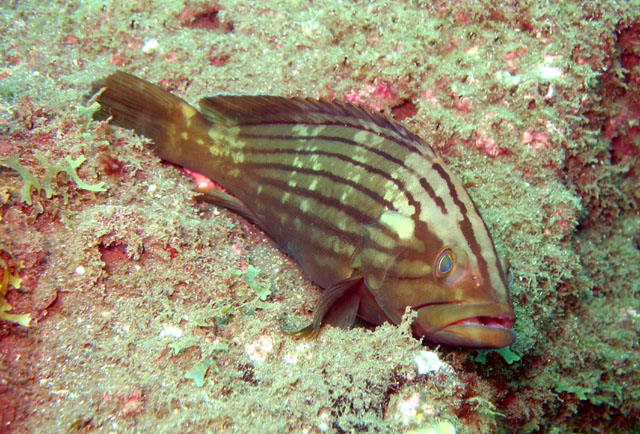 Epinephelus costae