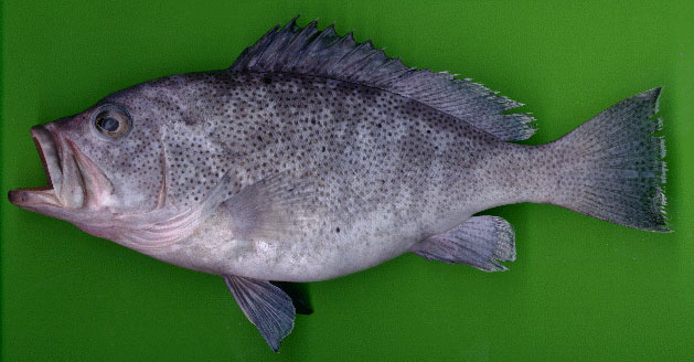 Epinephelus cyanopodus