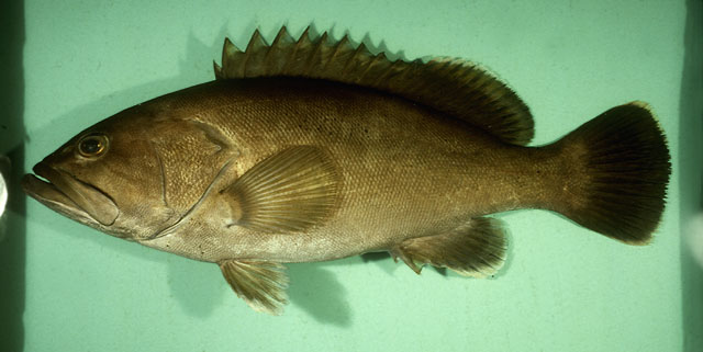 Epinephelus epistictus