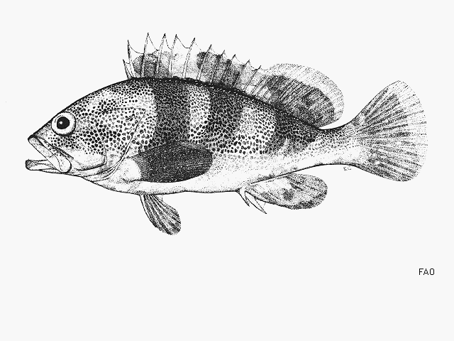 Epinephelus fasciatomaculosus