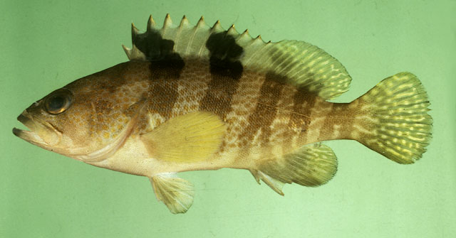 Epinephelus fasciatomaculosus