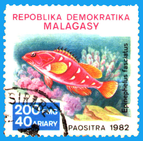 Epinephelus fasciatus