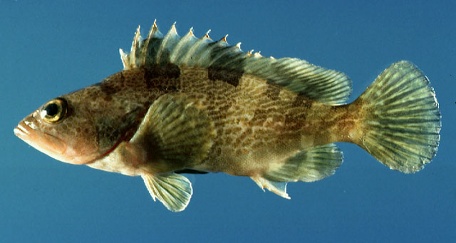 Epinephelus fasciatomaculosus