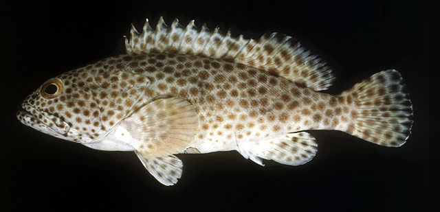 Epinephelus faveatus