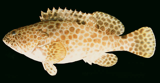 Epinephelus faveatus