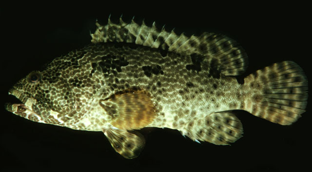 Epinephelus fuscoguttatus