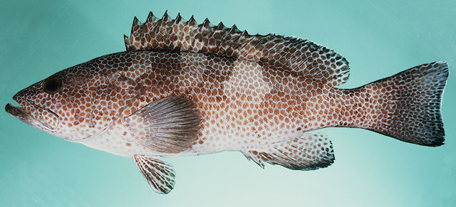 Epinephelus gabriellae