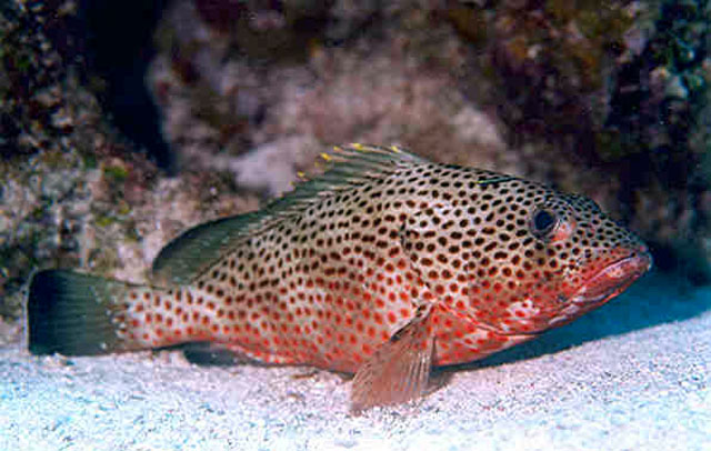 Epinephelus guttatus