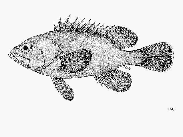 Hyporthodus haifensis