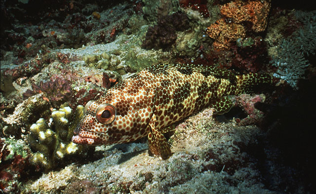 Epinephelus hexagonatus