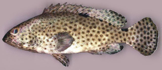 Epinephelus howlandi