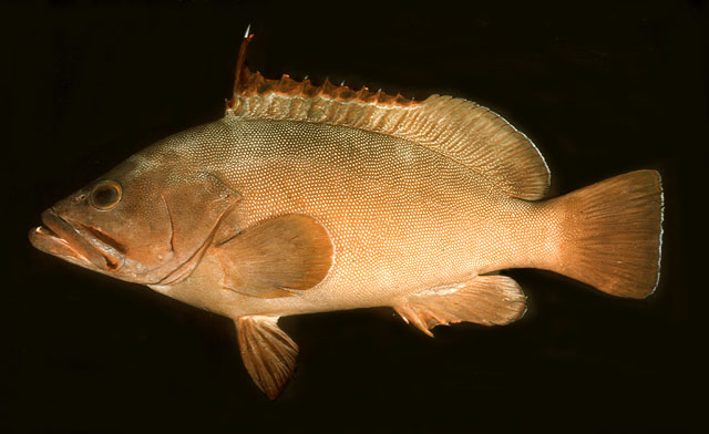 Epinephelus irroratus