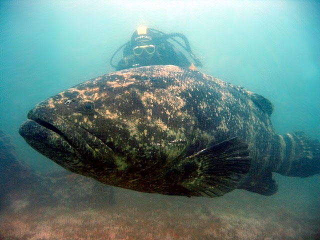 Epinephelus itajara