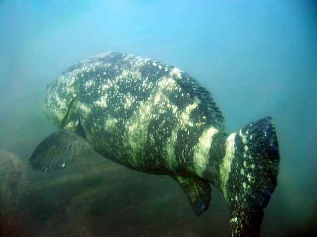 Epinephelus itajara