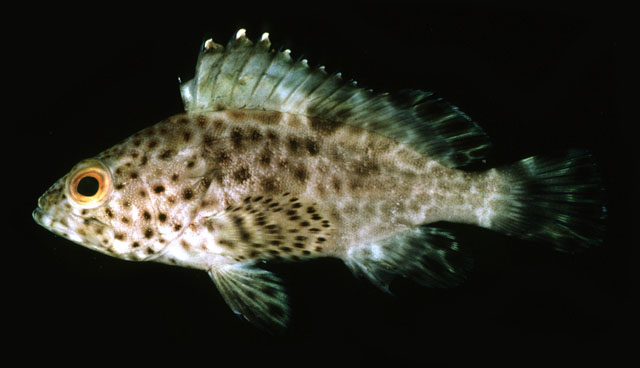 Epinephelus longispinis