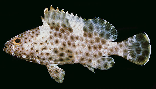 Epinephelus maculatus