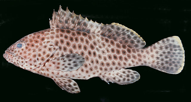 Epinephelus maculatus