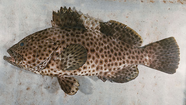 Epinephelus maculatus