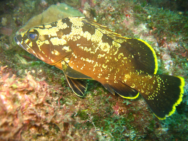 Epinephelus marginatus