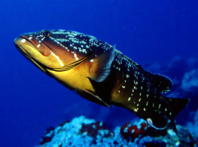 Epinephelus marginatus