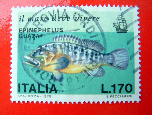 Epinephelus marginatus