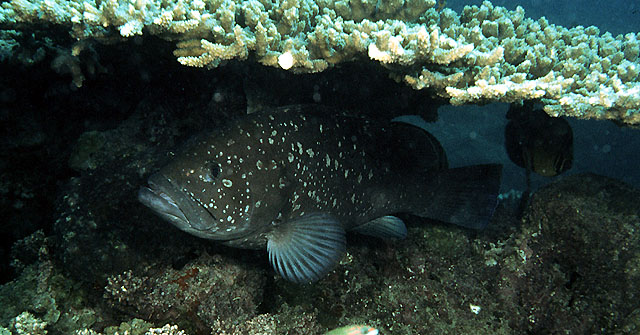 Epinephelus multinotatus