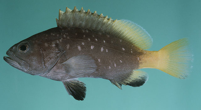 Epinephelus multinotatus