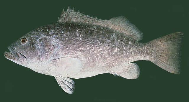 Epinephelus multinotatus