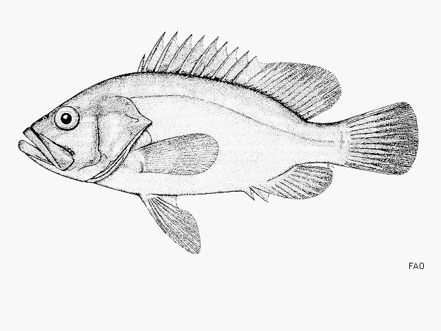 Hyporthodus niphobles