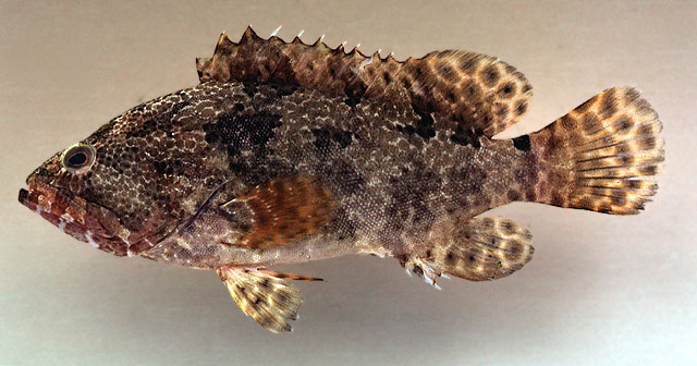 Epinephelus polyphekadion