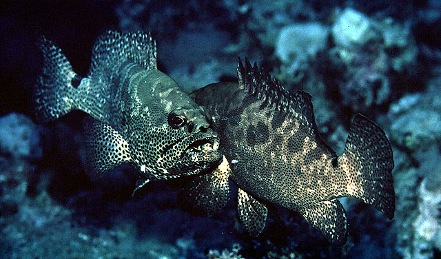 Epinephelus polyphekadion