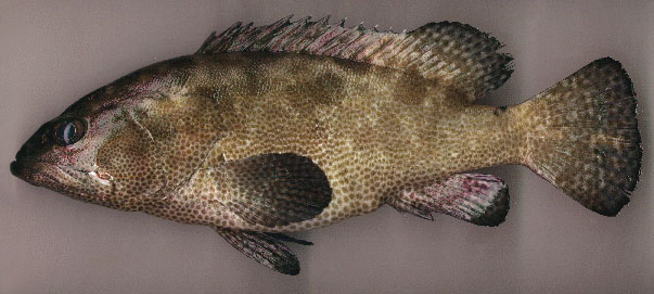 Epinephelus polyphekadion