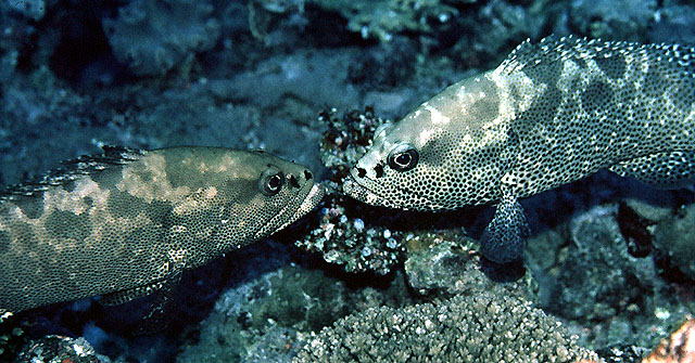 Epinephelus polyphekadion