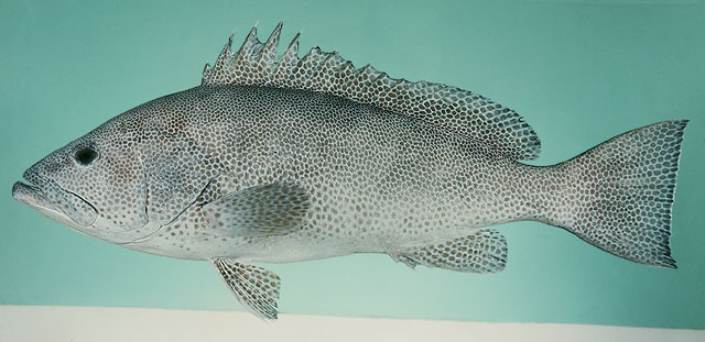 Epinephelus polylepis