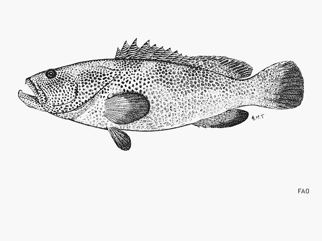 Epinephelus posteli