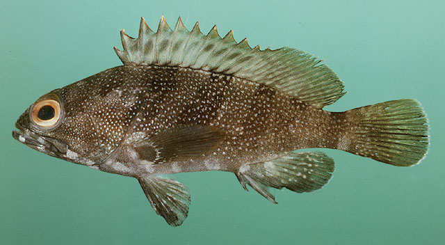 Epinephelus rivulatus