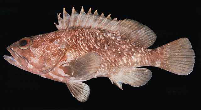 Epinephelus rivulatus