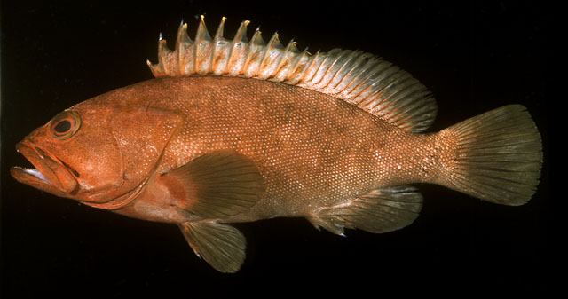 Epinephelus rivulatus