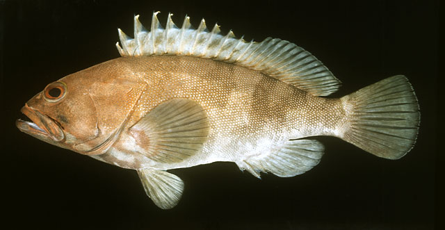 Epinephelus rivulatus