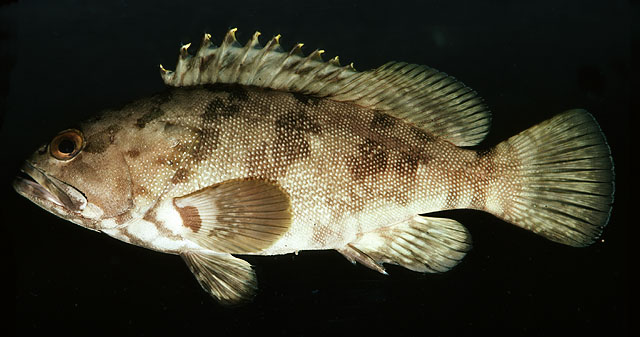 Epinephelus rivulatus