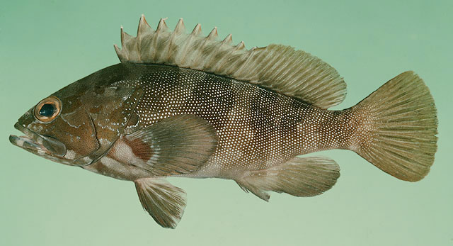 Epinephelus rivulatus